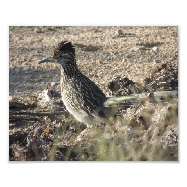 Roadrunner Photo Print (Front)