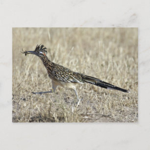 Roadrunner Photograph Postcard