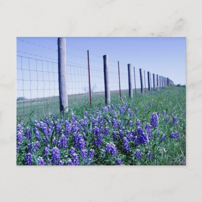 roadside bluebonnets postcard (Front)