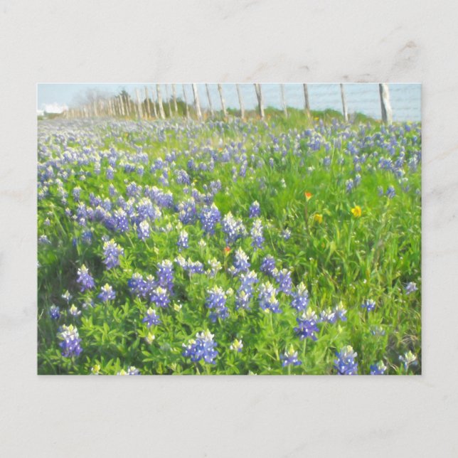 Roadside Bluebonnets Postcard (Front)