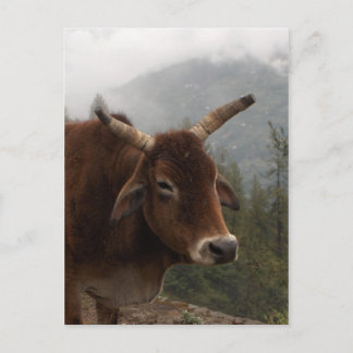 Roadside cow postcard