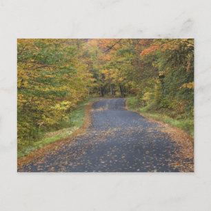 Roadside fall foliage, Southern Vermont, USA Postcard