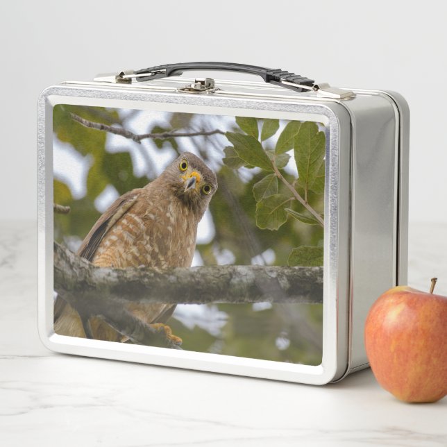 Roadside Hawk, Wildlife Avian Photography Metal Lunch Box (In Situ)
