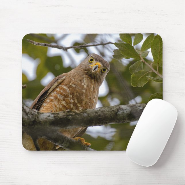 Roadside Hawk, Wildlife Avian Photography Mouse Pad (With Mouse)