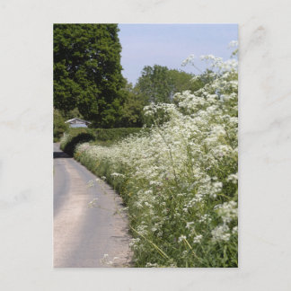Roadside Hedgerow Herefordshire Postcard