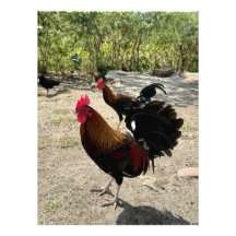 Roadside Roosters in Philipsburg, St Maarten