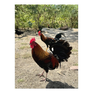 Roadside Roosters in Philipsburg, St Maarten Photo Print