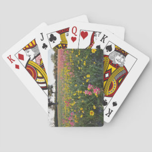 Roadside wildflowers in Texas, spring 3 Playing Cards