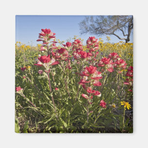 Roadside wildflowers in Texas, spring 4 Magnet