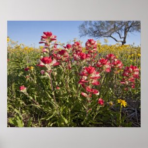Roadside wildflowers in Texas, spring 4 Poster