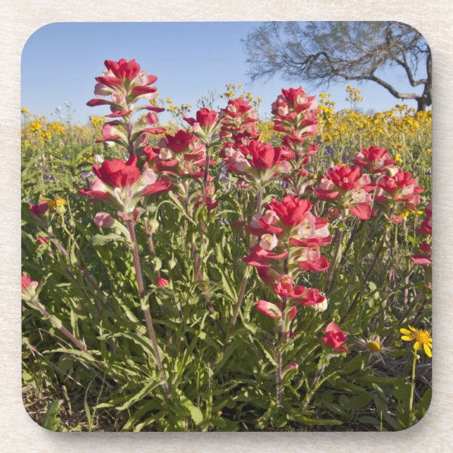 Roadside wildflowers in Texas, spring Coaster (Front)