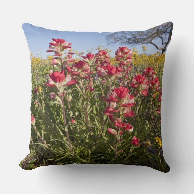 Roadside wildflowers in Texas, spring Cushion (Front)