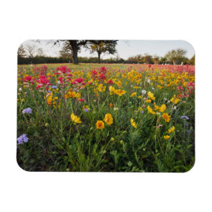 Roadside wildflowers in Texas, spring Magnet
