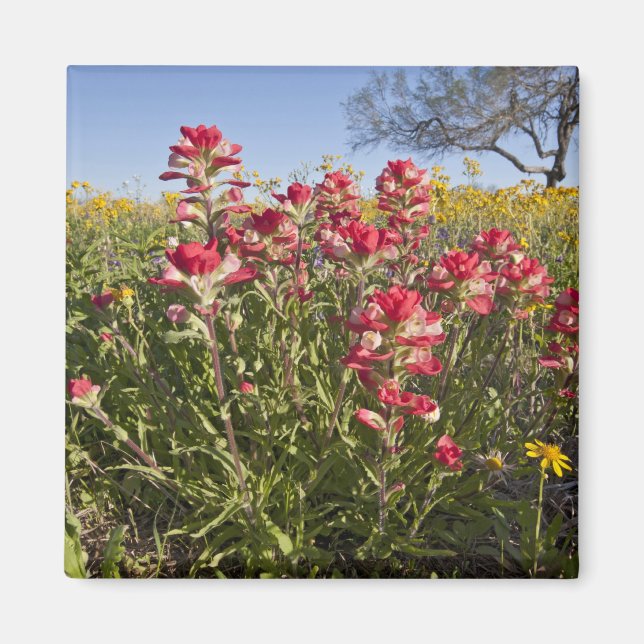Roadside wildflowers in Texas, spring Magnet (Front)
