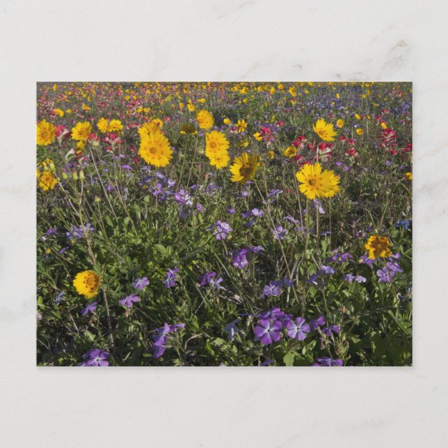 Roadside wildflowers in Texas, spring Postcard (Front)