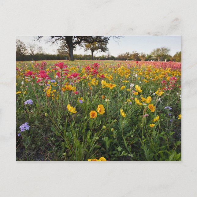 Roadside wildflowers in Texas, spring Postcard (Front)