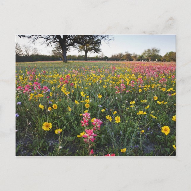 Roadside wildflowers in Texas, spring Postcard (Front)