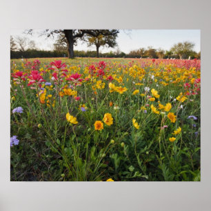 Roadside wildflowers in Texas, spring Poster