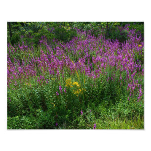 Roadside Wildflowers - Purple Loosestrife with som Photo Print
