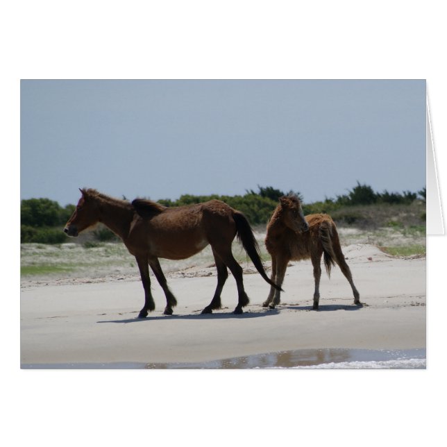 Roam Free III (Front Horizontal)