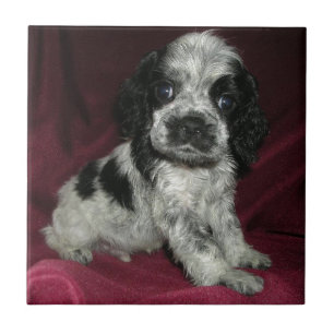 roan american cocker spaniel puppy, Apollo Ceramic Tile