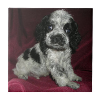 roan american cocker spaniel puppy, Apollo Ceramic Tile