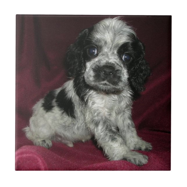 roan american cocker spaniel puppy, Apollo Ceramic Tile (Front)