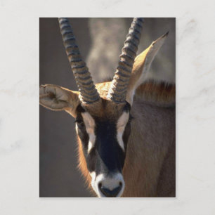 Roan Antelope Head Postcard