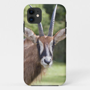 Roan Antelope iPhone 5 Case