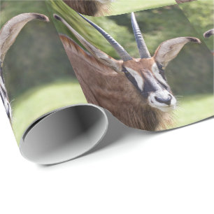 Roan Antelope Wrapping Paper