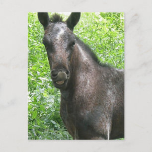 Roan Colt Postcard