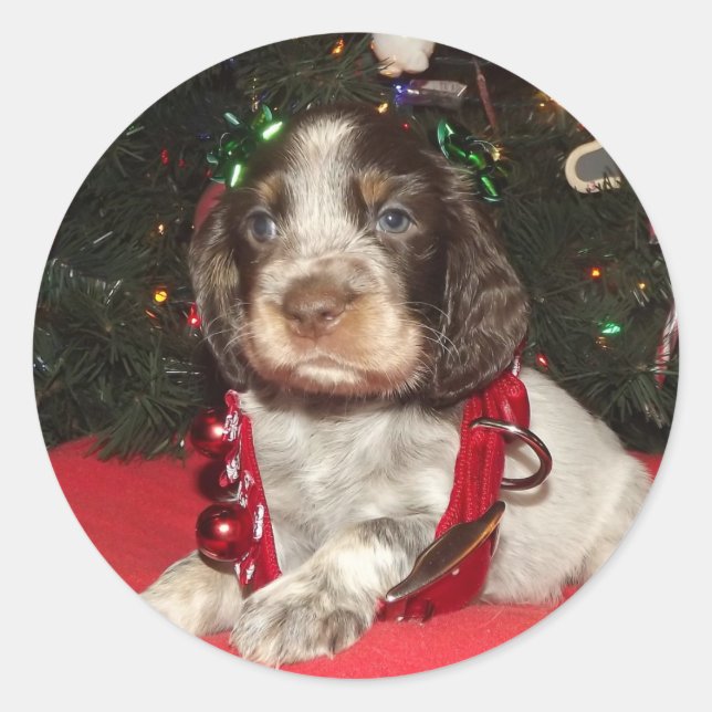 Roan English Springer Spaniel Christmas Puppy Classic Round Sticker (Front)