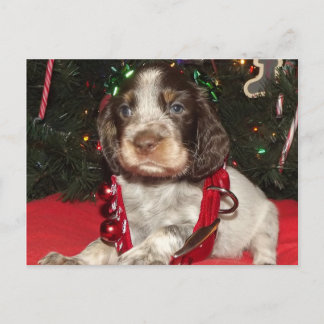 Roan English Springer Spaniel Christmas Puppy Holiday Postcard
