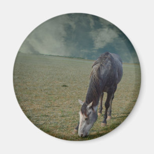 Roan Horse Grazing In Paddock Magnet