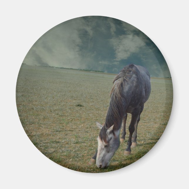 Roan Horse Grazing In Paddock Magnet (Front)