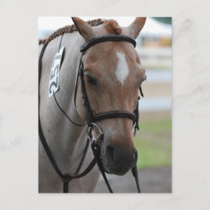 Roan Pony Postcards