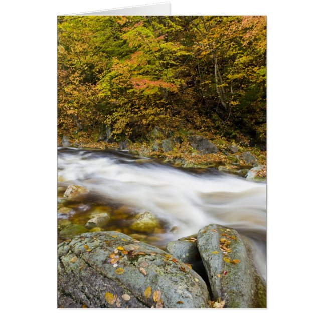 Roaring Brook in fall in Vermont's Green (Front)