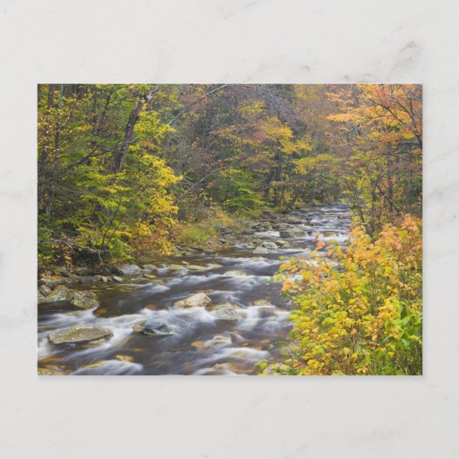 Roaring Brook in fall in Vermont's Green 2 Postcard (Front)