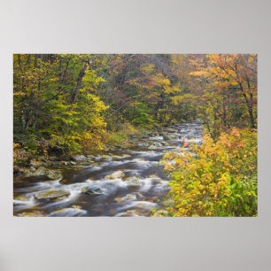 Roaring Brook in fall in Vermont's Green 2 Poster