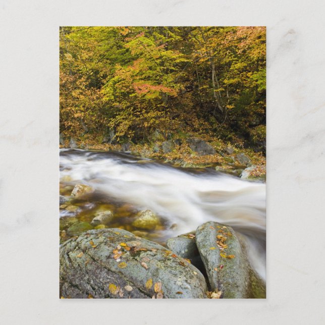 Roaring Brook in fall in Vermont's Green Postcard (Front)