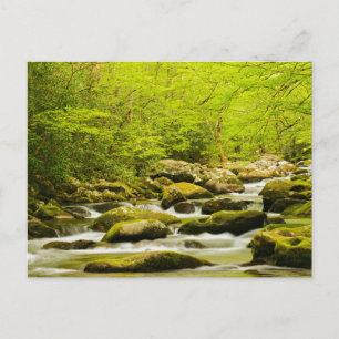 Roaring Fork in Spring Postcard