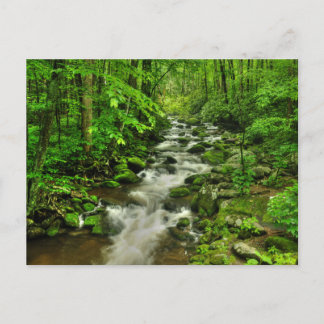 Roaring Forks Motor Trail Postcard