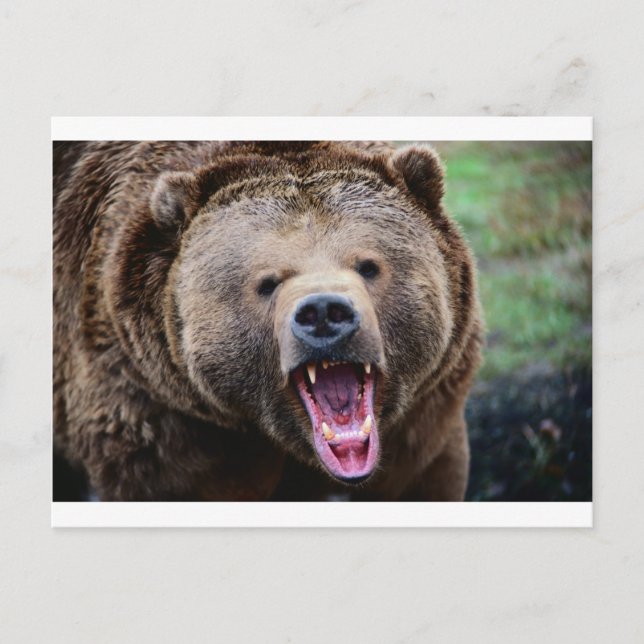 Roaring Grizzly Bear Postcard (Front)