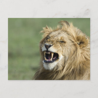 Roaring Lion Postcard