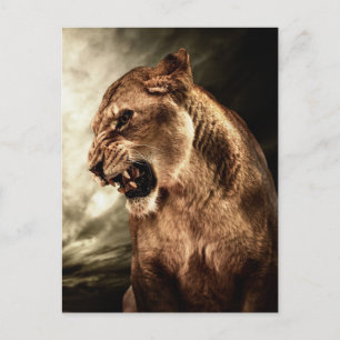 Roaring lioness against stormy sky postcard