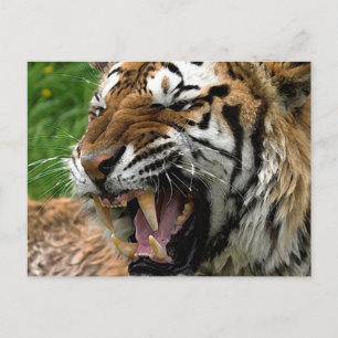 Roaring Tiger Postcard