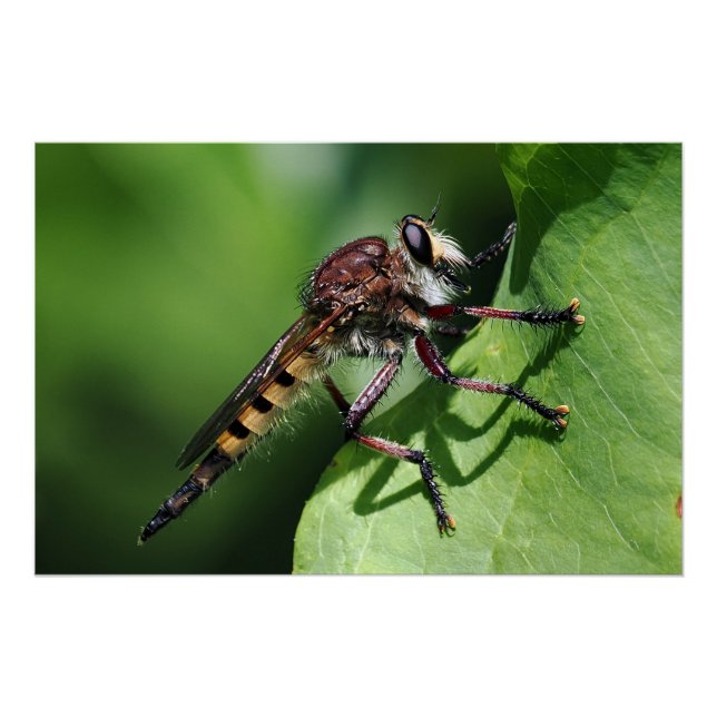 Robber Fly Poster (Front)