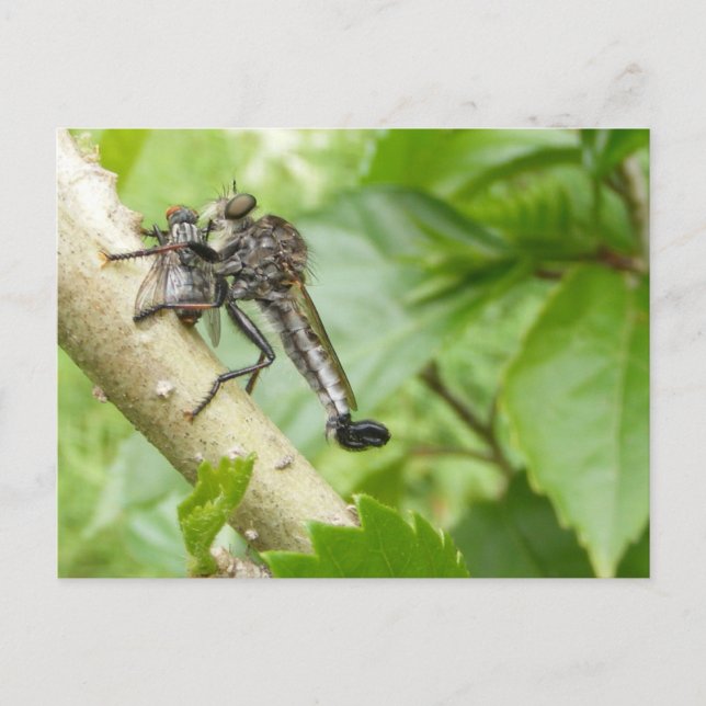 Robber fly w/Snack ~ postcard (Front)