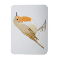Robin 2011