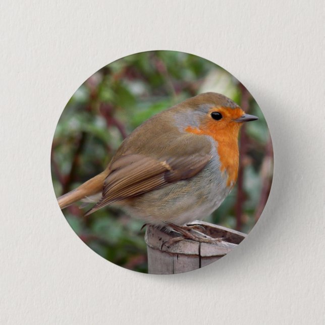 Robin 6 Cm Round Badge (Front)